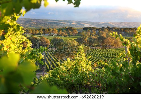McLaren Vale, South Australia
Wine region