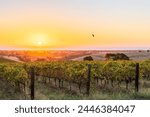 McLaren Vale wine region vineyards during spectacular sunset, South Australia