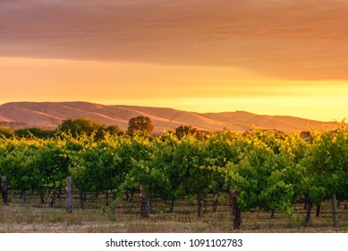 McLaren Vale wine valley at sunset, South Australia - Shutterstock ID 1091102783