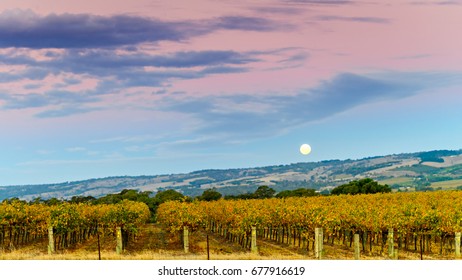 McLaren Vale Winery Moon Rise In Autumn, South Australia