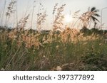 Meadow