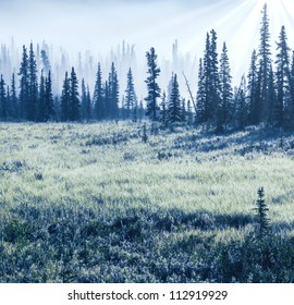 meadow