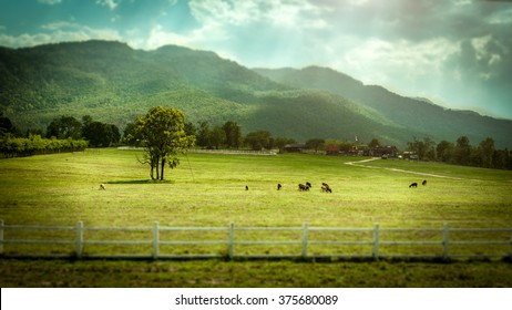 Meadow