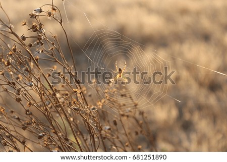 Image, Stock Photo Summer 2 Drowsy Tiring