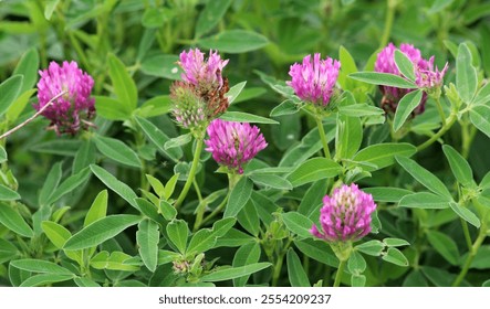 En el prado, entre las hierbas silvestres florece el trébol medio (Trifolium Mediano) 