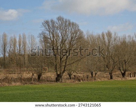 meadow with bare pollard willow trees in Merelbeke, Flanders, Belgium