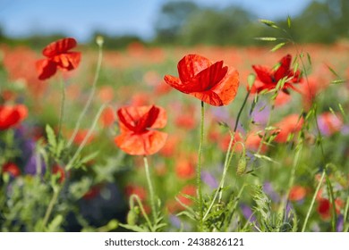 Meadow with beautiful bright red poppy flowers in spring - Powered by Shutterstock