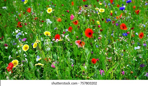 Meadow with beautiful wild flowers                             