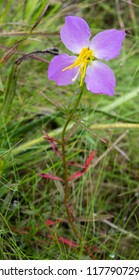 Meadow Beauty Is An Important Food Source For Pollinators In A Pine Savanna Habitat.