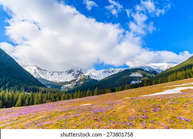 Meadow with blooming crocus flowers in Chocholowska valley in spring, Tatra Mountains, Poland - Shutterstock ID 273801758