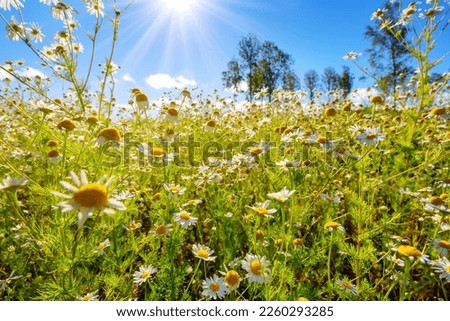 Meadow with blooming daisies in natural park in summer sunshine.