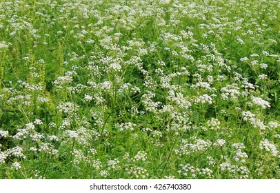 Meadow Of Blooming Hemlock 