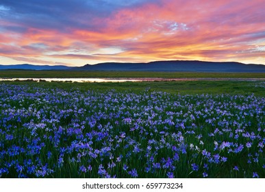 Iris Field High Res Stock Images Shutterstock