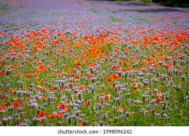 Meadow with blooming poppies and phacelia