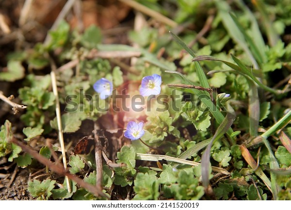 Meadow with\
blue flowers.                    Small blue spring flowers,\
Veronica filiform (lat. Veronica\
filiformis)