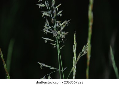 Meadow bluegrass is a perennial plant. Poa pratensis, family of cereals, bristle grass. Close-up on green seeds of a plant on a slender long stem. - Powered by Shutterstock