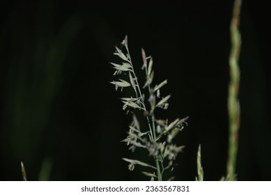 Meadow bluegrass is a perennial plant. Poa pratensis, family of cereals, bristle grass. Close-up on green seeds of a plant on a slender long stem. - Powered by Shutterstock