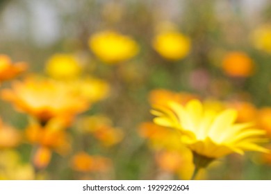 Meadow Blur Of Green, Yellow And Orange. Uplifting Positive Feel To A Spring Abstract Image. Flowers And Petals Of Different Sizes Create A Light Feel.