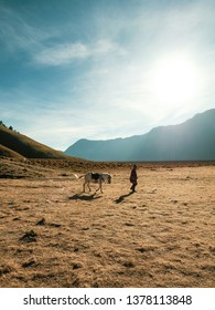 Meadow at Bromo Mountain, East Java, Indonesia.