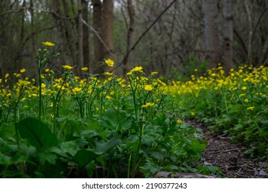 Meadow Buttercup In The Background Of Nature