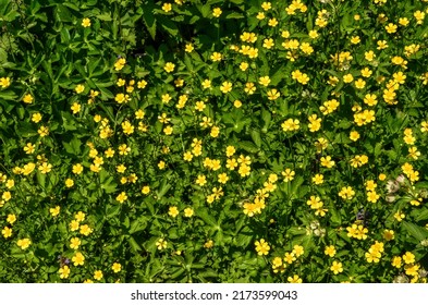 Meadow Buttercup In Great Barrington, Berkshires, MA, USA 