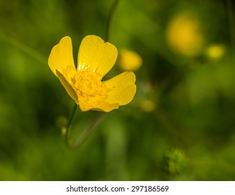 Meadow Buttercup With Green Background.