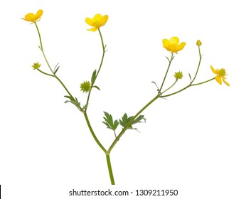 Meadow buttercup ( Ranunculus acris) flower isolated on a white background