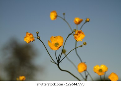 Meadow Buttercup (Ranunculus acris) flower, cast against a blue sky
A meadow full of buttercups on a a warm summer's evening.
