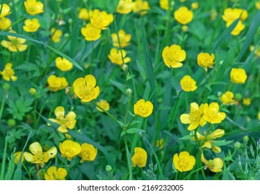 Meadow buttercup, tall buttercup, giant buttercup. Buttercup yellow flowers on green grass background.