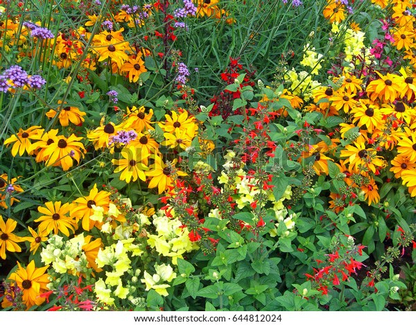 Meadow Colorful Flowers Palmengarten Frankfurt Germany Stock Image