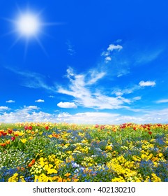 Meadow with colorful spring flowers. Tulips over sunny spring blue sky background. Spring time. Spring blossoming