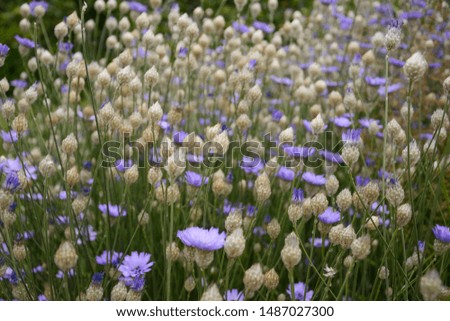 meadow of cornflowers moved by the wind
