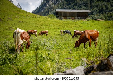 meadow cow group green grass - Shutterstock ID 1937316355