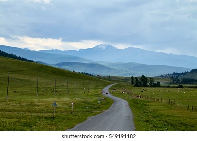 meadow with cows