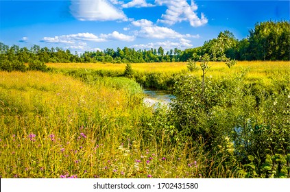 Meadow Creek Water Flower Scene