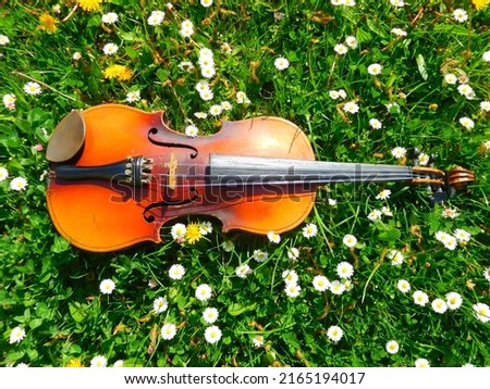 Meadow with daisies and a violin