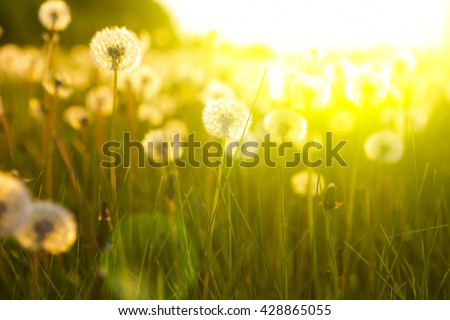 Similar – Image, Stock Photo A meadow with dandelions and dandelions in the morning dew.