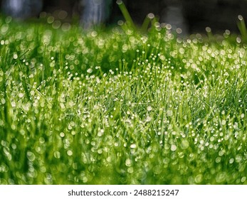 A meadow with dewdrops on the blades of grass. - Powered by Shutterstock