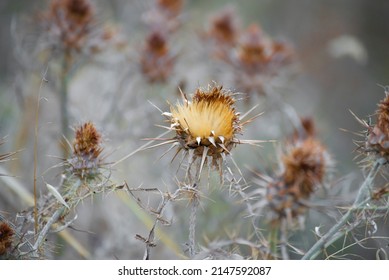 8,555 Thorny field Images, Stock Photos & Vectors | Shutterstock