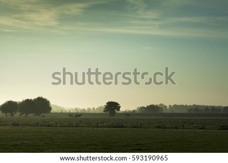 Meadow in Dutch landscape in the morning, tree on horizon and horses in the field. Image by Sonja Riedijk.