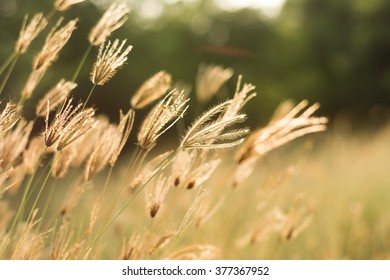 Meadow evening