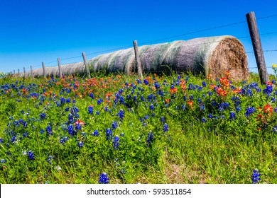 A Meadow At A Farm Or Ranch With Dry Round Hay Bales Of Texas Grasses Used To Feed Cattle Near Various Fresh Texas Wildflowers In Spring, Including Indian Paintbrush And Texas Bluebonnets.