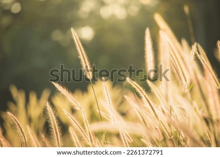 Meadow field at sunset. Beautiful natural scene and shining a sunlight. A golden of plant concept