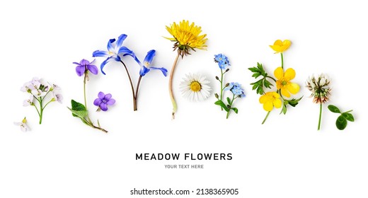 Meadow flower border and creative layout. Daisy, cardamine, dandelion, scilla, clover, buttercup and viola flowers set on white background. Design element. Springtime concept. Top view, flat lay 
