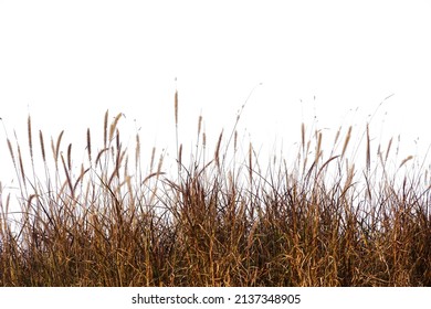 meadow flower grass, dry grass flowers isolated on white background