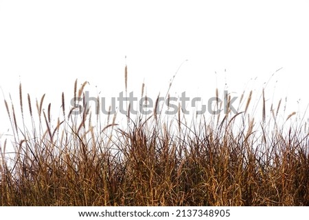 meadow flower grass, dry grass flowers isolated on white background