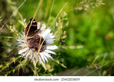 meadow, flower, thistle, edelweiss, blossom, butterfly, peacock butterfly, pasture, mountains - Powered by Shutterstock