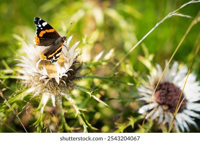 meadow, flower, thistle, edelweiss, blossom, butterfly, peacock butterfly, pasture, mountains - Powered by Shutterstock