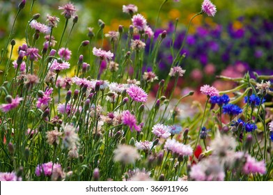 Meadow flowers, cloves. - Shutterstock ID 366911966