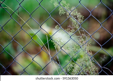 Meadow flowers in the drops of dew on a background of aluminum fence mesh.